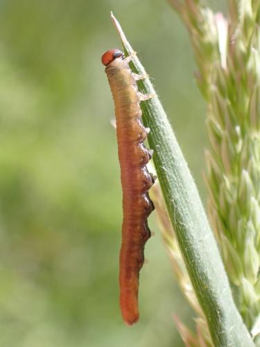 Euura sp.